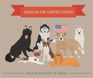 Perros en los Estados Unidos Razas americanas del perro Temporeros de Infographic Foto de archivo libre de regalías Perros en los Estados Unidos Razas americanas del perro Temporeros de Infographic Foto de archivo libre de regalías