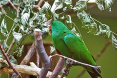 Perrot сидя на ветви в зоопарке в Баварии Германии в Нюрнберге стоковое фото Perrot сидя на ветви в зоопарке в Баварии Германии в Нюрнберге стоковое фото