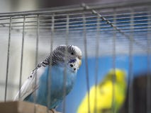 Perruches colorées bleues en gros plan se tenant dans la cage photos stock Perruches colorées bleues en gros plan se tenant dans la cage photos stock