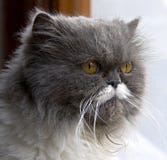 Persian Cat 1 Royalty Free Stock Image