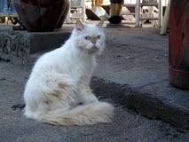 Persian cat with ice-blue eyes - Bali royalty free stock images Persian cat with ice-blue eyes - Bali royalty free stock images