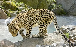 Persian Leopard 6 Royalty Free Stock Image