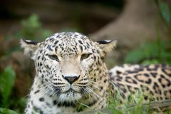 Persian Leopard (Panthera Pardus Saxicolor) Royalty Free Stock Photos