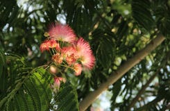Persian silk tree stock image Persian silk tree stock image