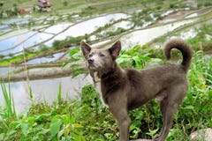 Persiga em terraços em Batad, Filipinas do arroz do UNESCO imagens de stock Persiga em terraços em Batad, Filipinas do arroz do UNESCO imagens de stock
