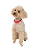 Persiga Toy Poodle que senta-se em um fundo branco com um colar vermelho fotografia de stock royalty free Persiga Toy Poodle que senta-se em um fundo branco com um colar vermelho fotografia de stock royalty free