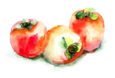 Persimmon Royalty Free Stock Photos Persimmon Royalty Free Stock Photos