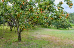 Persimmon Stock Images Persimmon Stock Images