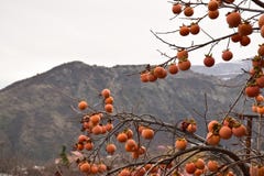 Persimmon δέντρο στα βουνά στοκ εικόνες Persimmon δέντρο στα βουνά στοκ εικόνες