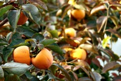 Persimonträd med mogna orange frukter i höstträdgården fotografering för bildbyråer Persimonträd med mogna orange frukter i höstträdgården fotografering för bildbyråer