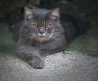 Persische Katze lizenzfreie stockbilder Persische Katze lizenzfreie stockbilder
