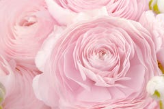 Persisk buttercup Gruppgr?ns - den rosa ranunculusen blommar ljus bakgrund wallpaper royaltyfri bild Persisk buttercup Gruppgr?ns - den rosa ranunculusen blommar ljus bakgrund wallpaper royaltyfri bild