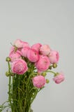 Persisk buttercup Gruppgräns - den rosa ranunculusen blommar ljus bakgrund royaltyfri fotografi Persisk buttercup Gruppgräns - den rosa ranunculusen blommar ljus bakgrund royaltyfri fotografi