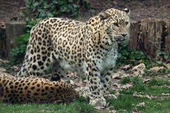 Perski lampart (Panthera pardus saxicolor) fotografia stock Perski lampart (Panthera pardus saxicolor) fotografia stock