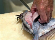 Person filleting fish