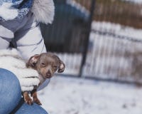 Person holding dog during winter royalty free stock images Person holding dog during winter royalty free stock images