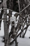 Personale con un cranio delle capre che pende contro una barriera, Altai, Russia degli sciamani fotografia stock libera da diritti Personale con un cranio delle capre che pende contro una barriera, Altai, Russia degli sciamani fotografia stock libera da diritti
