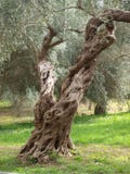 Personalidade rachada Olive Tree em Itália imagens de stock royalty free Personalidade rachada Olive Tree em Itália imagens de stock royalty free
