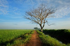 Perspective view of small road nearby paddy field and dead tree with dramatic clouds stock photos Perspective view of small road nearby paddy field and dead tree with dramatic clouds stock photos