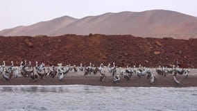 Peruviaanse Kustlijn, Rotsvormingen bij de kust, de Nationale Reserve van Paracas, Paracas, Ica Region, Peru stock fotografie Peruviaanse Kustlijn, Rotsvormingen bij de kust, de Nationale Reserve van Paracas, Paracas, Ica Region, Peru stock fotografie