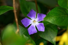Pervinca, menor do Vinca, planta com as flores que inspring o jardim imagem de stock royalty free Pervinca, menor do Vinca, planta com as flores que inspring o jardim imagem de stock royalty free