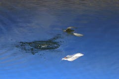 Pesca del pájaro y reflejo en el agua imagenes de archivo Pesca del pájaro y reflejo en el agua imagenes de archivo