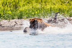 Pesca do beringianus dos arctos do Ursus do urso de Brown no rio Kamchatka, Rússia fotos de stock Pesca do beringianus dos arctos do Ursus do urso de Brown no rio Kamchatka, Rússia fotos de stock
