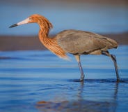 Pesca rossastra dell'egretta mentre indossano il suo allevamento di rosso mette le piume a immagine stock libera da diritti Pesca rossastra dell'egretta mentre indossano il suo allevamento di rosso mette le piume a immagine stock libera da diritti