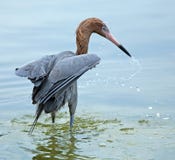 Pesca rossastra nel golfo del Messico, Florida dell'egretta immagine stock libera da diritti Pesca rossastra nel golfo del Messico, Florida dell'egretta immagine stock libera da diritti