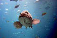 Pescados Pescados