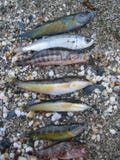 Pescados coloridos del verano pequeños en cierre macro del lanzamiento de la arena de la playa para arriba fotografía de archivo libre de regalías Pescados coloridos del verano pequeños en cierre macro del lanzamiento de la arena de la playa para arriba fotografía de archivo libre de regalías