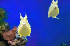 Pescados coralinos exóticos ridículos del Cowfish lindo del fonolocalizador de bocinas grandes Pescados divertidos tropicales ama foto de archivo Pescados coralinos exóticos ridículos del Cowfish lindo del fonolocalizador de bocinas grandes Pescados divertidos tropicales ama foto de archivo