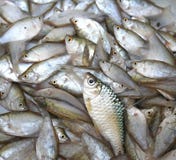 Pescados de agua dulce, pequeño fondo de los pescados imágenes de archivo libres de regalías Pescados de agua dulce, pequeño fondo de los pescados imágenes de archivo libres de regalías