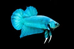 Pescados de Betta imagenes de archivo Pescados de Betta imagenes de archivo