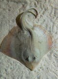 Pescados de la pastinaca disfrazados como parte inferior arenosa fotos de archivo Pescados de la pastinaca disfrazados como parte inferior arenosa fotos de archivo