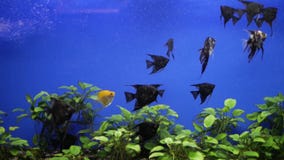 Pescados del acuario en el acuario Pescados del acuario en el acuario