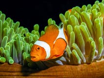 Pescados del payaso de la fama de Nemo, clownfish de Ocellaris Pescados del payaso de la fama de Nemo, clownfish de Ocellaris