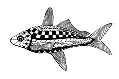 Pescados drenados mano ilustración del vector Pescados drenados mano ilustración del vector