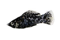 Pescados negros manchados del acuario de los vetiprovidentiae de los sphenops de Molly Poecilia imagenes de archivo Pescados negros manchados del acuario de los vetiprovidentiae de los sphenops de Molly Poecilia imagenes de archivo