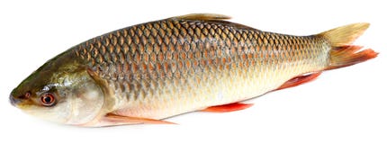 Pescados populares de Rohu o de Rohit del subcontinente indio imagenes de archivo Pescados populares de Rohu o de Rohit del subcontinente indio imagenes de archivo