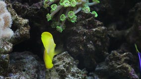 Pescados tropicales en un acuario Pescados tropicales en un acuario