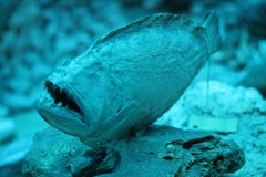 Pesce ad angolo dell'occhio fotografie stock libere da diritti Pesce ad angolo dell'occhio fotografie stock libere da diritti