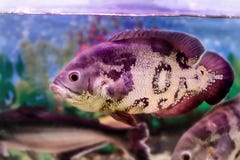 Pesce Astronotus dell'acquario fotografie stock libere da diritti Pesce Astronotus dell'acquario fotografie stock libere da diritti
