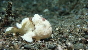 Pesce bianco della rana in Anilao filippino immagine stock libera da diritti Pesce bianco della rana in Anilao filippino immagine stock libera da diritti
