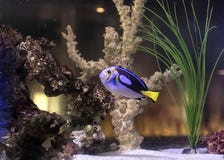 Pesce blu di sapore in un acquario Immagini Stock Pesce blu di sapore in un acquario Immagini Stock