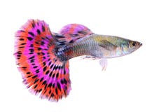 Pesce del Guppy isolato su fondo bianco immagini stock Pesce del Guppy isolato su fondo bianco immagini stock