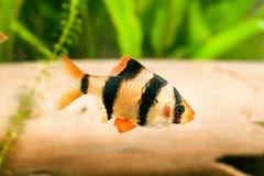 Pesce dell'acquario - barbus fotografie stock libere da diritti Pesce dell'acquario - barbus fotografie stock libere da diritti