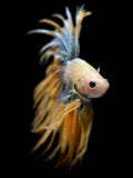 Pesce di combattimento di Saimese o di Betta fotografie stock libere da diritti Pesce di combattimento di Saimese o di Betta fotografie stock libere da diritti