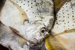 Pesce fresco dal mare nel del sud della Tailandia immagini stock libere da diritti Pesce fresco dal mare nel del sud della Tailandia immagini stock libere da diritti