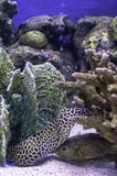 Pesce variopinto nei precedenti del mare il corallo, Tailandia immagini stock Pesce variopinto nei precedenti del mare il corallo, Tailandia immagini stock